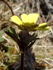 Ranunculus verticillatus