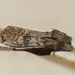 Black-blotched Prominent - Photo (c) Gary Yankech, some rights reserved (CC BY-NC-SA), uploaded by Gary Yankech
