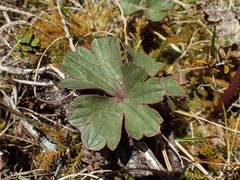 Ranunculus verticillatus
