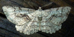 Cymatophora approximaria