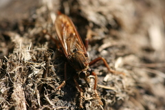Asilus crabroniformis