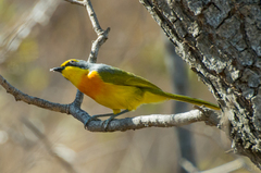 Telophorus sulfureopectus