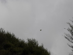 Cacatua galerita galerita