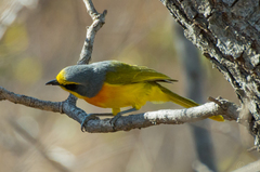 Telophorus sulfureopectus