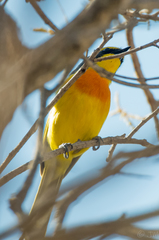 Telophorus sulfureopectus