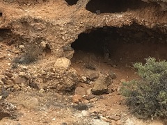 Bubo capensis capensis