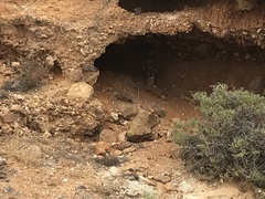 Bubo capensis capensis