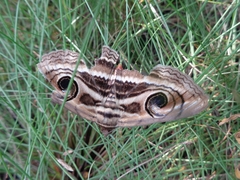 Spirama helicina