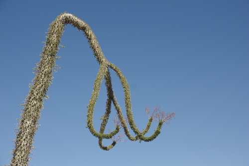 Boojum tree