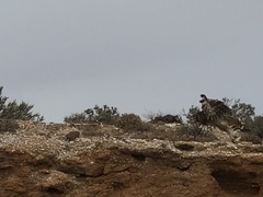 Bubo capensis capensis