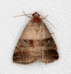 Ozarba punctigera