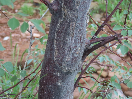 Commiphora multijuga