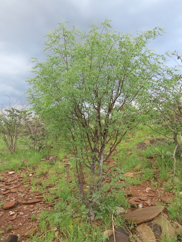 Commiphora multijuga