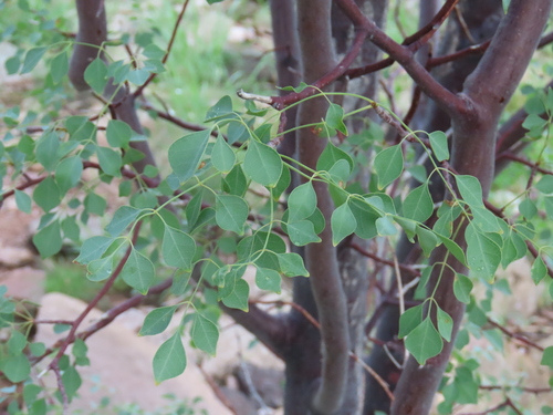 Commiphora multijuga