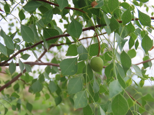 Commiphora multijuga