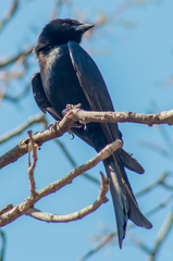 Dicrurus adsimilis fugax