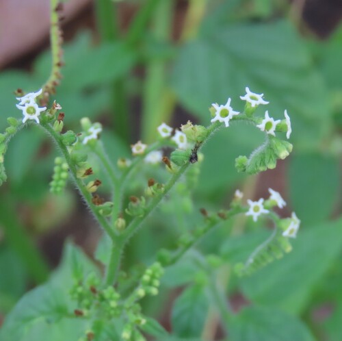 Kaoko String-of-Stars (Heliotropium albiflorum)