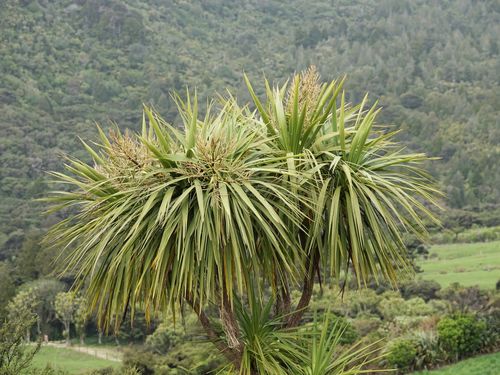 Cordyline australis
