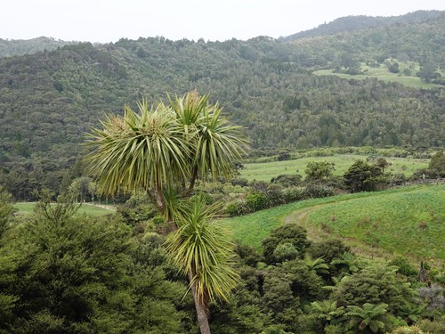Cordyline australis
