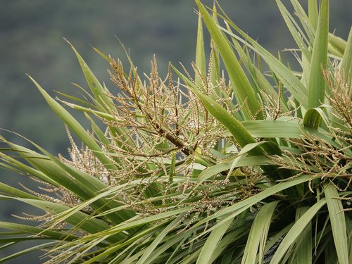 Cordyline australis
