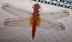 Crocothemis servilia