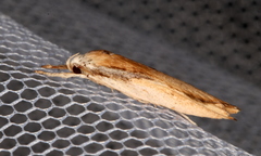 Pilostibes basivitta