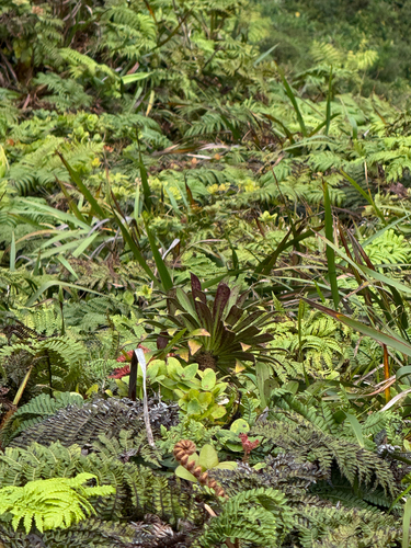 Lobelia gaudichaudii observed 2025-08-10