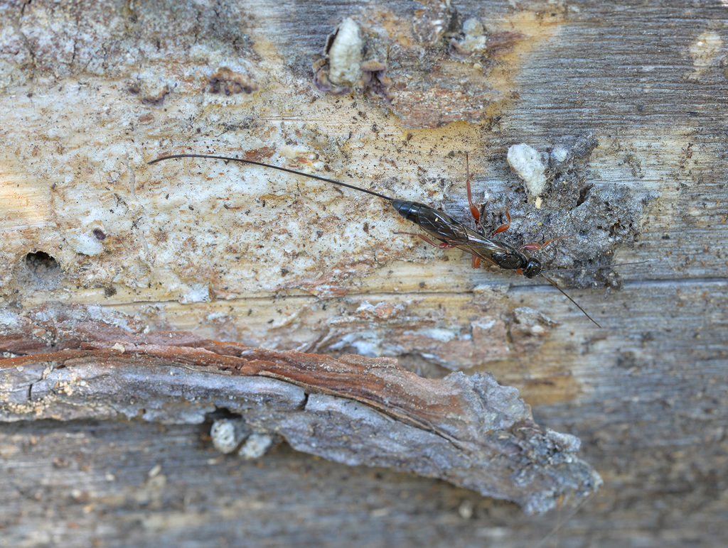 Odontocolon appendiculatum