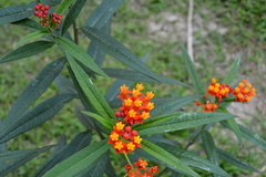 Lantana camara