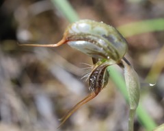 Pterostylis spathulata