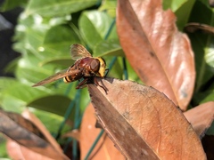 Volucella zonaria