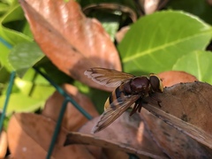 Volucella zonaria