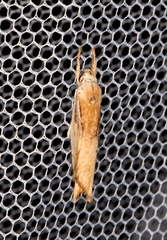 Pilostibes basivitta