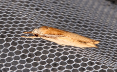 Pilostibes basivitta