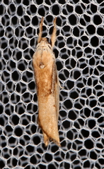 Pilostibes basivitta