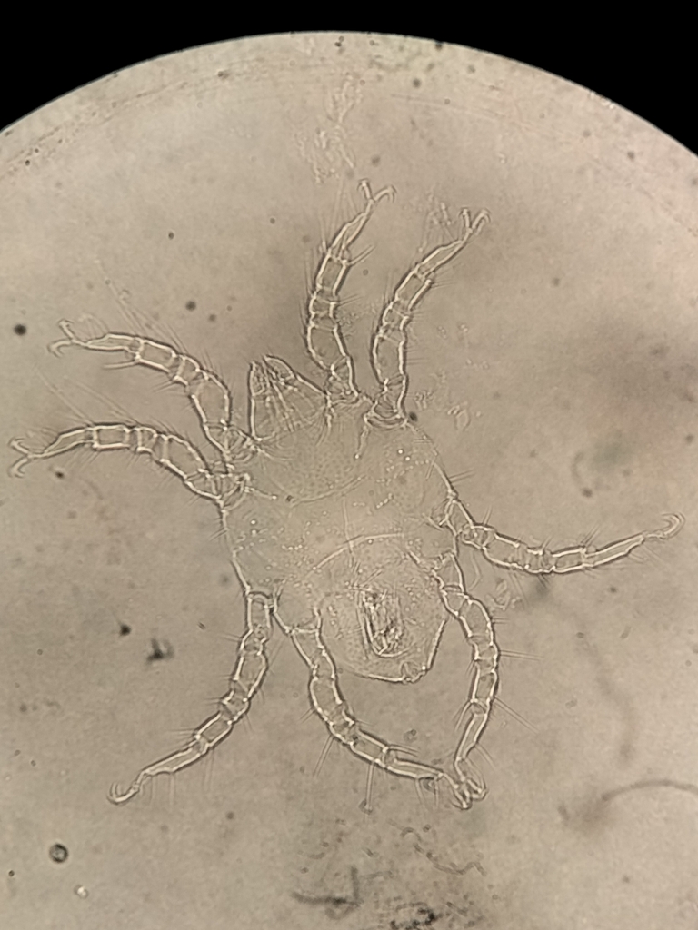 Rhombognathus