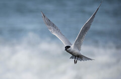 Australian Tern photo 2