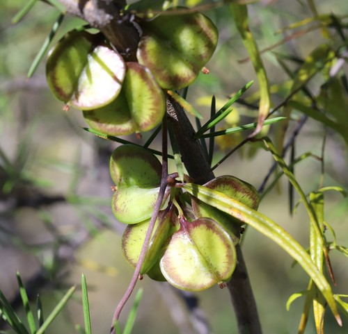 Dioscorea hastifolia Nees