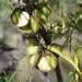 Dioscorea hastifolia - Photo (c) overlander (Gerald Krygsman),  זכויות יוצרים חלקיות (CC BY-NC), הועלה על ידי overlander (Gerald Krygsman)