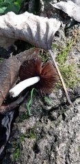 Psathyrella hirta