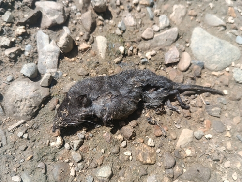 Ussuri Shrew (Sorex mirabilis), listed as Data Deficient on the IUCN Red List