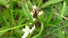 Osmia aurulenta