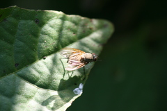 Helina impuncta