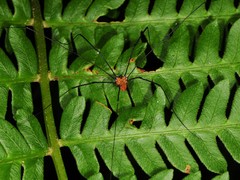Leiobunum nigropalpi