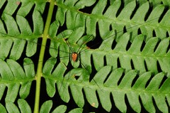 Leiobunum nigropalpi