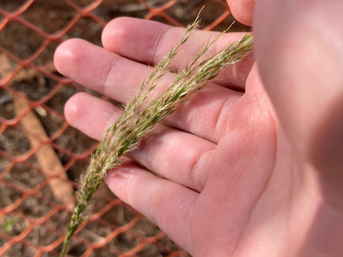 Digitaria insularis observed 2025-08-10