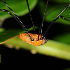 Leiobunum nigropalpi