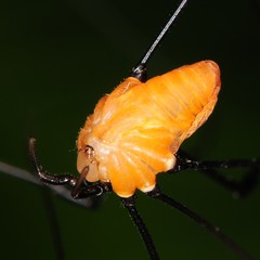 Leiobunum nigropalpi