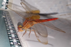 Crocothemis servilia