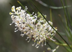 Grevillea obliquistigma